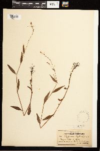 Persicaria hydropiper image