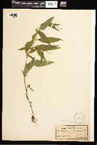 Persicaria hydropiper image