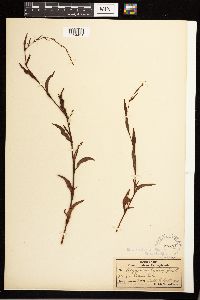 Persicaria hydropiper image