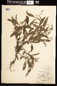 Persicaria hydropiper image