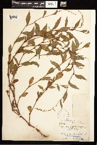 Persicaria hydropiper image