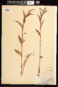 Persicaria hydropiper image