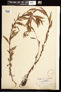 Persicaria hydropiper image