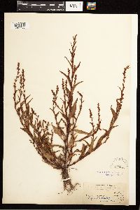 Persicaria hydropiper image