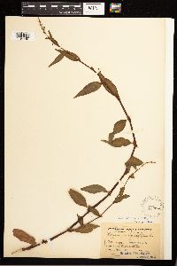 Persicaria hydropiper image