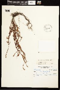 Persicaria hydropiper image