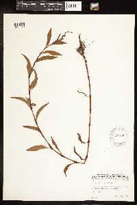 Persicaria hydropiper image