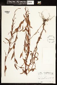 Persicaria hydropiper image