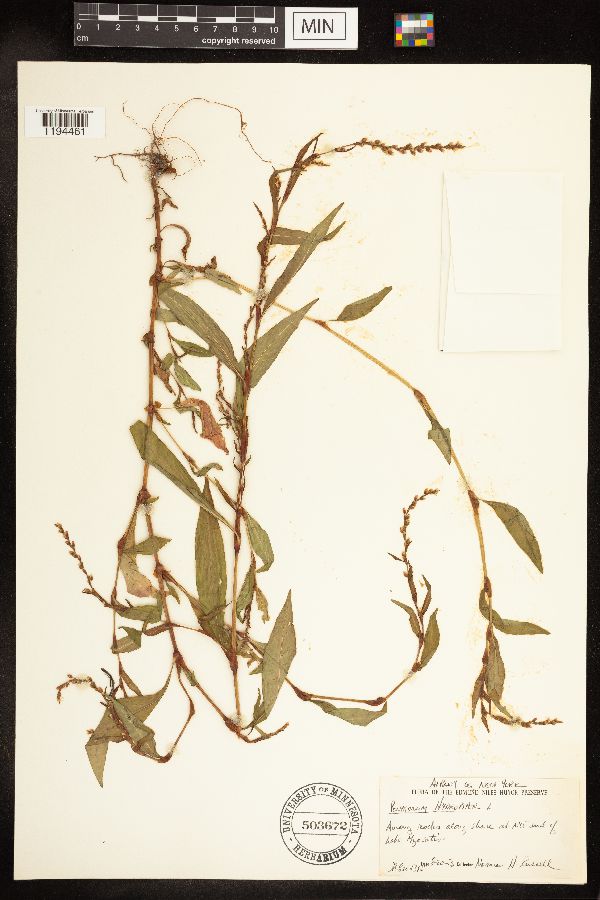 Persicaria hydropiper image