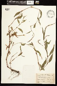 Persicaria hydropiper image