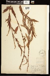 Persicaria hydropiper image