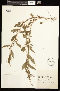 Persicaria hydropiper image