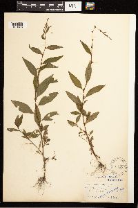 Persicaria hydropiper image