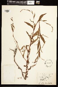 Persicaria hydropiper image