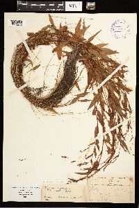 Persicaria hydropiper image