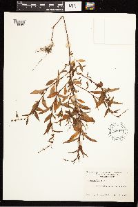 Persicaria hydropiper image