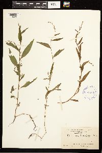 Persicaria hydropiper image
