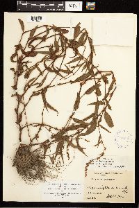 Persicaria hydropiper image