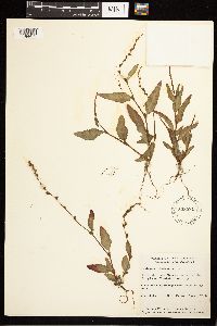Persicaria hydropiper image