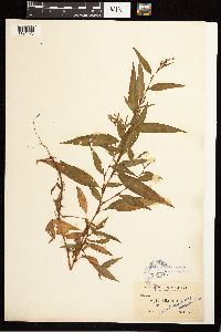 Persicaria hydropiper image