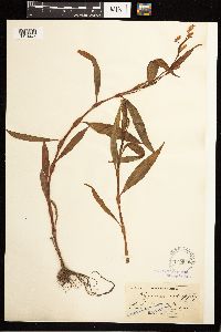 Persicaria hydropiper image