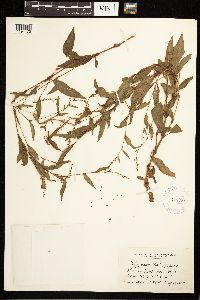 Persicaria hydropiper image