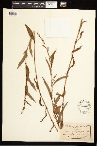 Persicaria hydropiper image