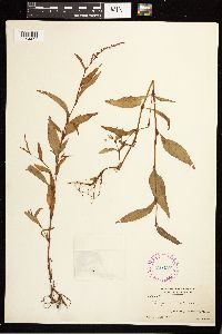 Persicaria hydropiper image