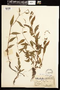 Persicaria hydropiper image