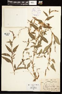 Persicaria hydropiper image
