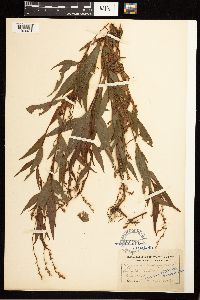 Persicaria hydropiper image