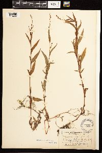 Persicaria hydropiper image