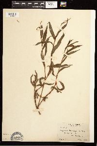 Persicaria hydropiper image