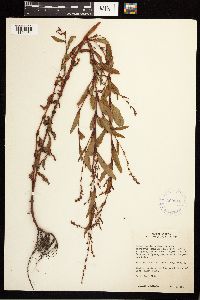 Persicaria hydropiper image