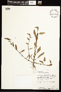 Persicaria hydropiper image