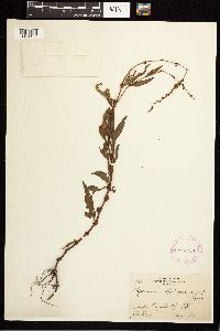 Persicaria hydropiper image
