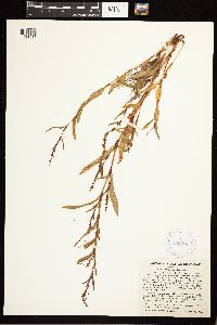 Persicaria hydropiper image