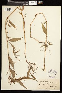 Persicaria hydropiper image