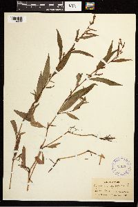 Persicaria hydropiper image