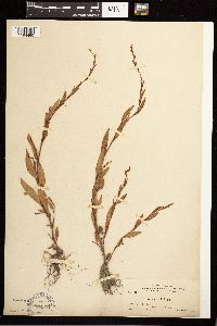 Persicaria hydropiper image