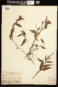 Persicaria hydropiper image