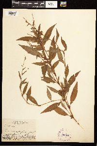 Persicaria hydropiper image