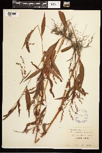 Persicaria hydropiper image