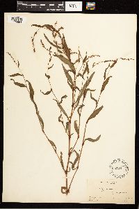 Persicaria hydropiper image