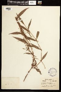 Persicaria hydropiper image