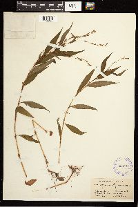 Persicaria hydropiper image