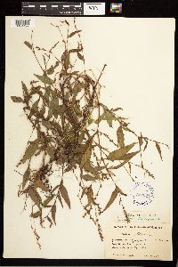 Persicaria hydropiper image