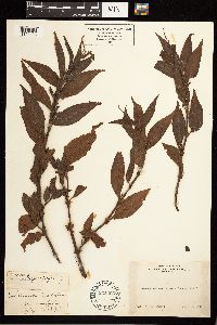 Persicaria hydropiper image