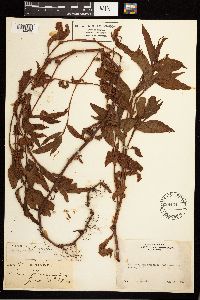 Persicaria hydropiper image