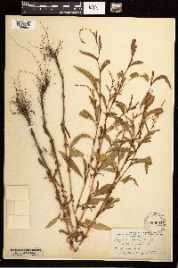 Persicaria hydropiper image